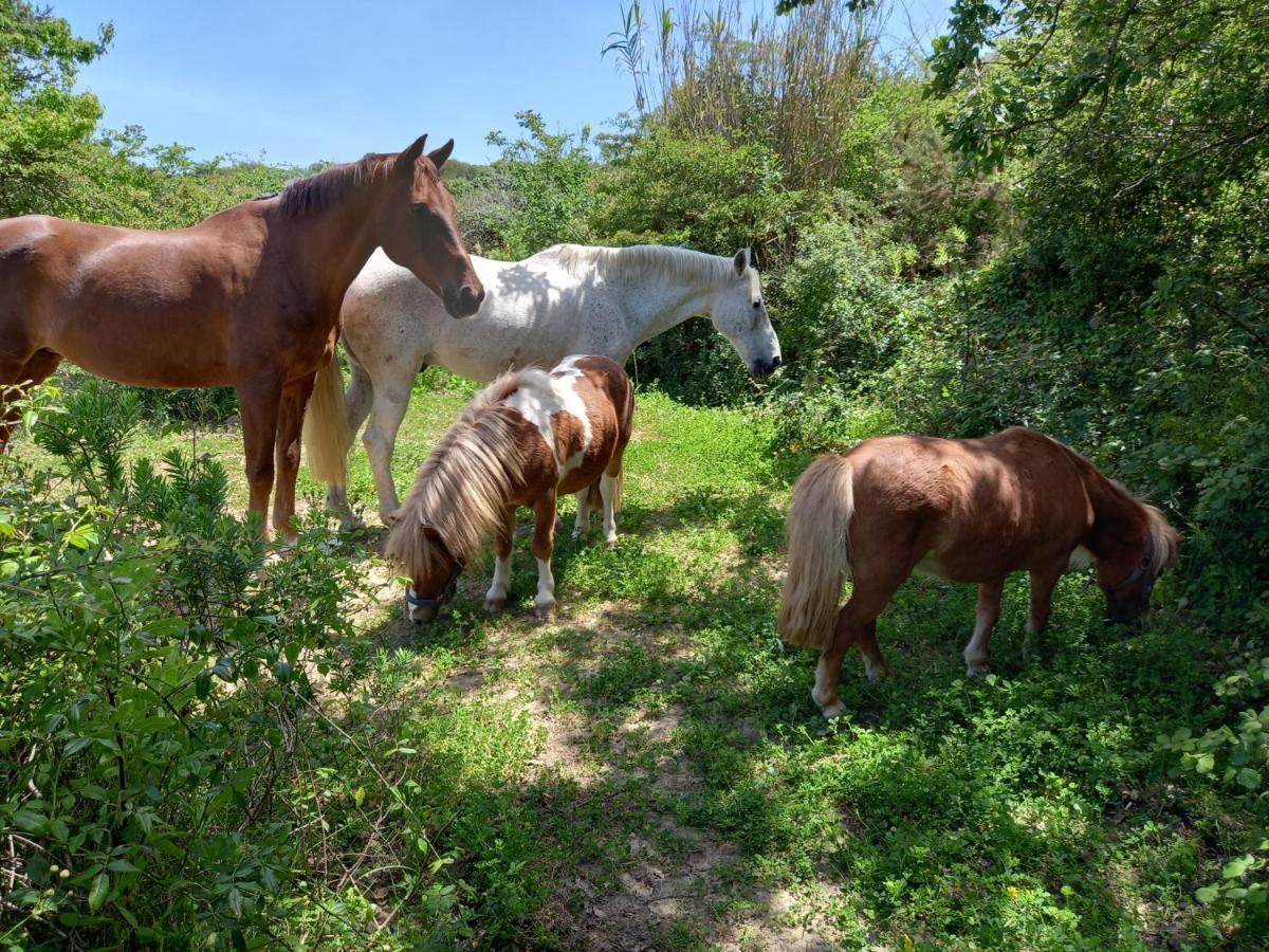 Casinha De Campo- Quintinha Dos Cavalos- Arruda Dos Vinhos Exteriér fotografie